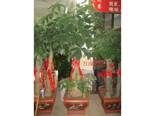 發(fā)財(cái)樹