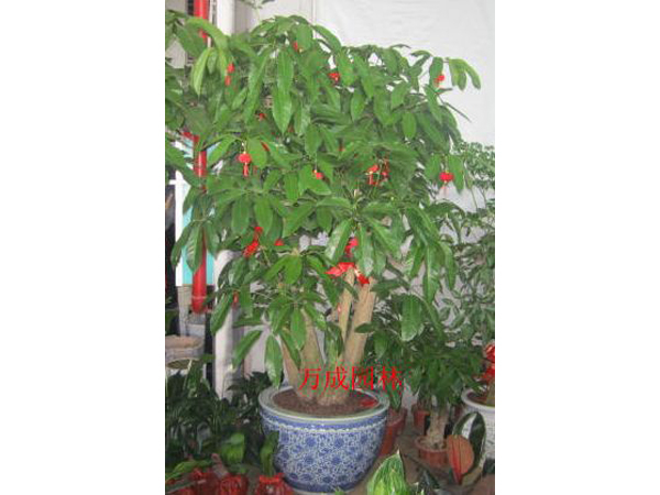 大招財(cái)樹