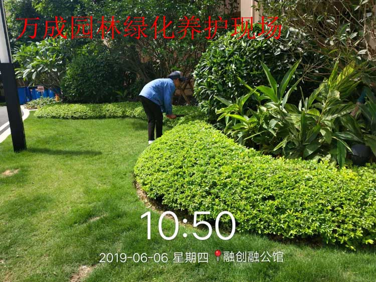 萬(wàn)成園林綠化養(yǎng)護(hù)現(xiàn)場(chǎng)