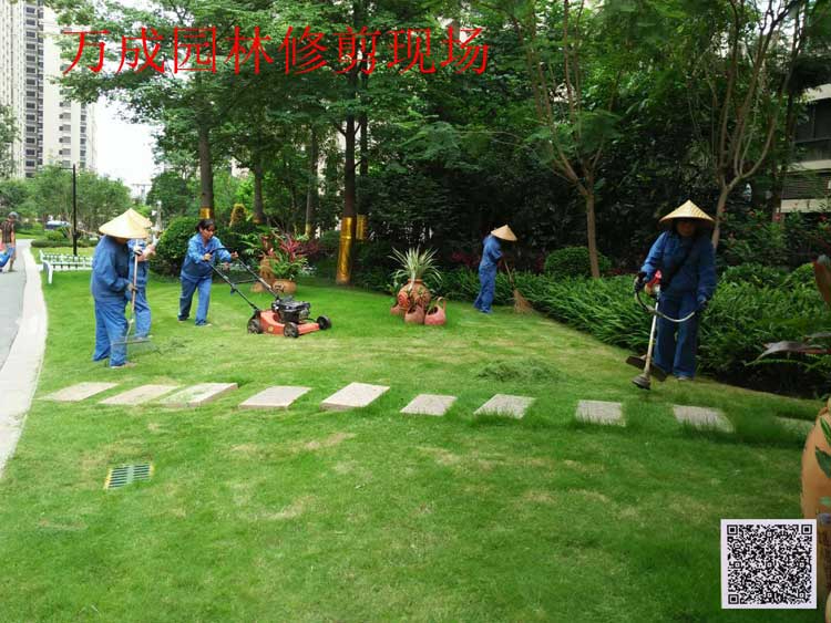 萬(wàn)成園林修剪現(xiàn)場(chǎng)
